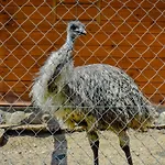 Vakantieboerderij Koziolkowo Bartoszylas
