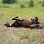 Koziolkowo