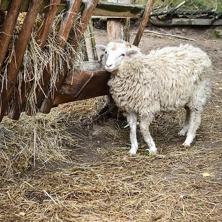 Gospodarstwo agroturystyczne Koziołkowo *