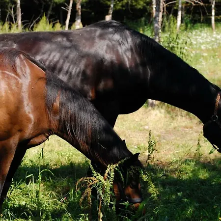 Gospodarstwo agroturystyczne Koziołkowo
