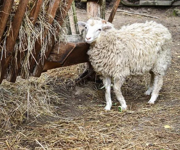 Gospodarstwo agroturystyczne Koziołkowo *