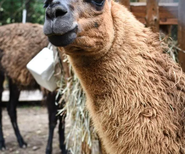 Koziołkowo Gospodarstwo agroturystyczne