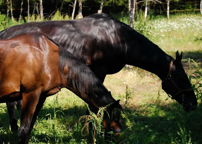 农家乐 Koziolkowo