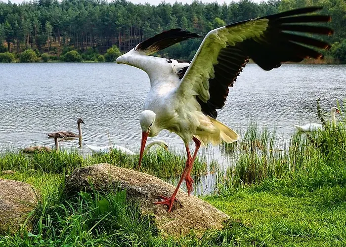 Koziolkowo Bartoszylas